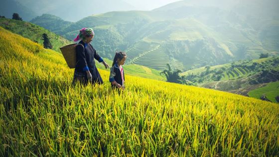 12-daagse Vietnam-reisroute - Complete gids en reistips
