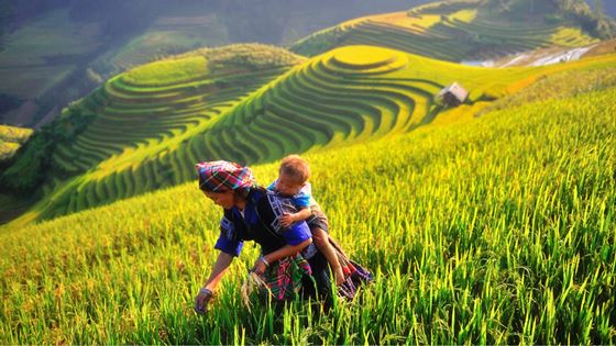 Wanneer rijstvelden Vietnam bezoeken? Wat je moet weten