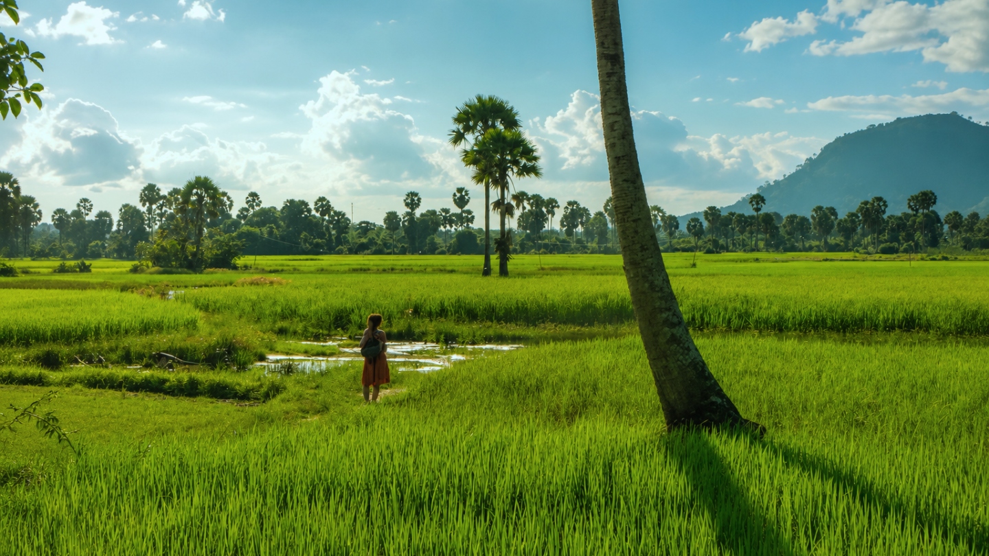 De groene rijstvelden van Battambang in juli